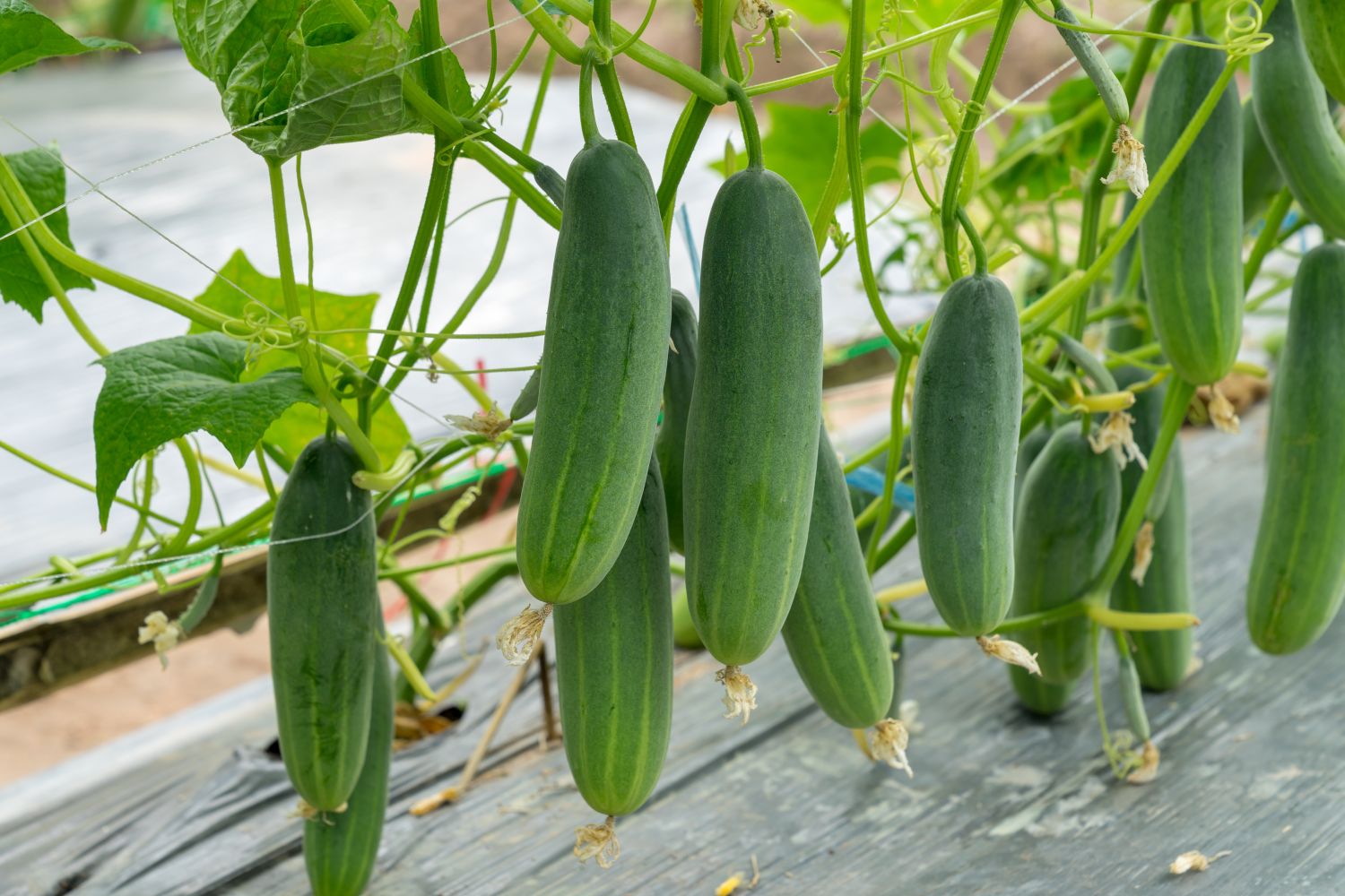 Cucumber fruit growing on the vine