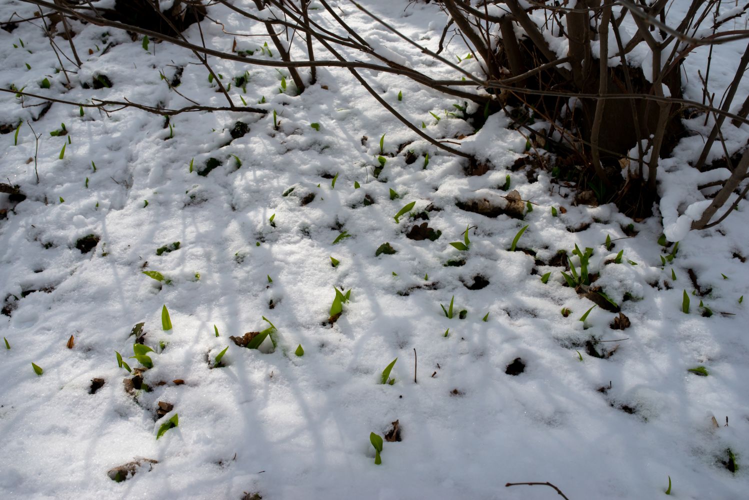 Wild garlic leaves poking through snow