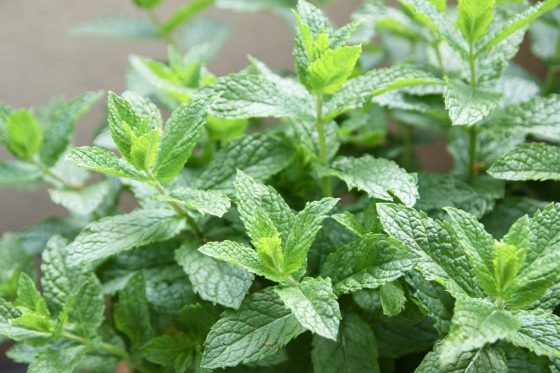 Spearmint: cultivation, care & benefits of Mentha spicata