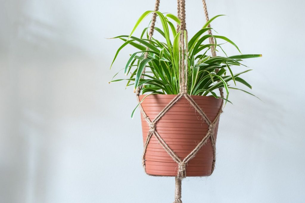 Spider plant in hanging basket