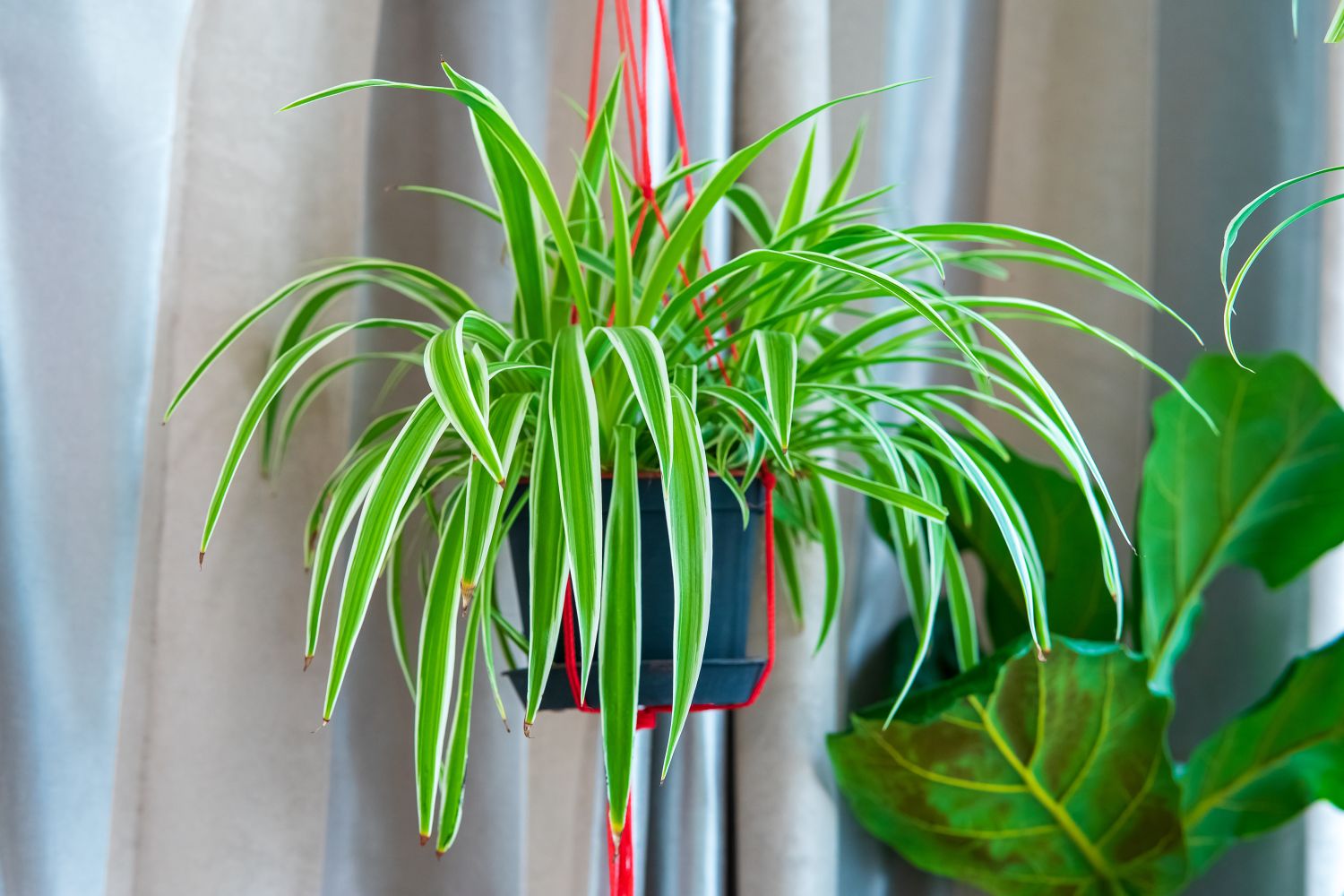 My Spider Plant Is Solid Green - Reasons For A Spider Plant Turning Green