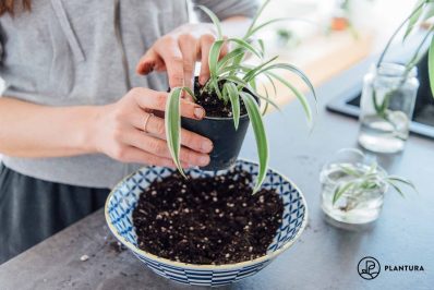 Propagating spider plants: how to root spiderettes