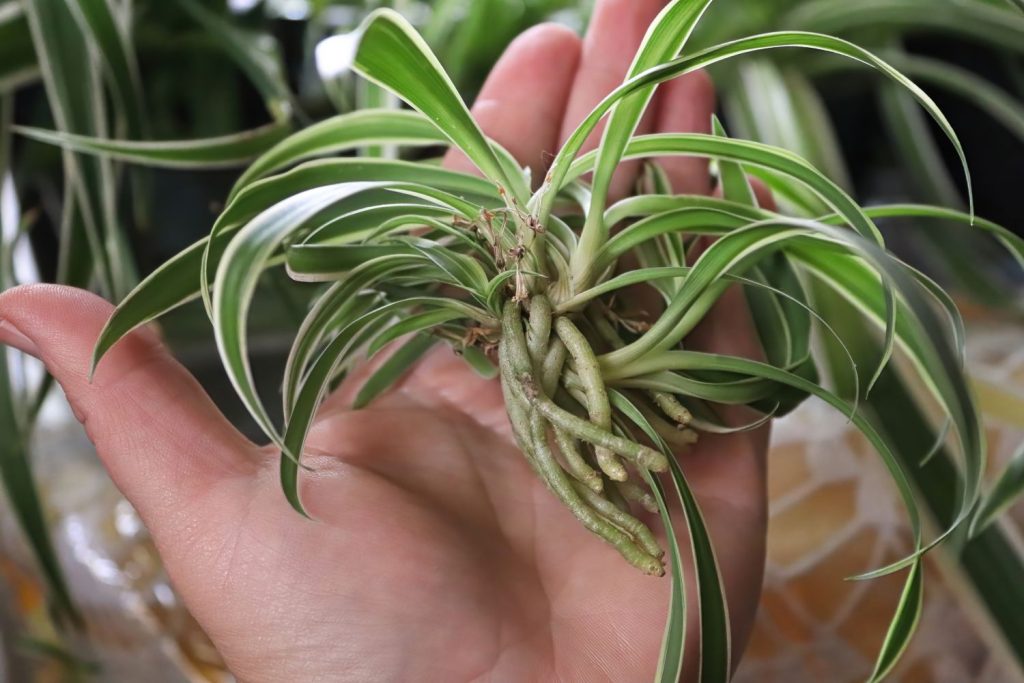 Spiderette with roots in a hand