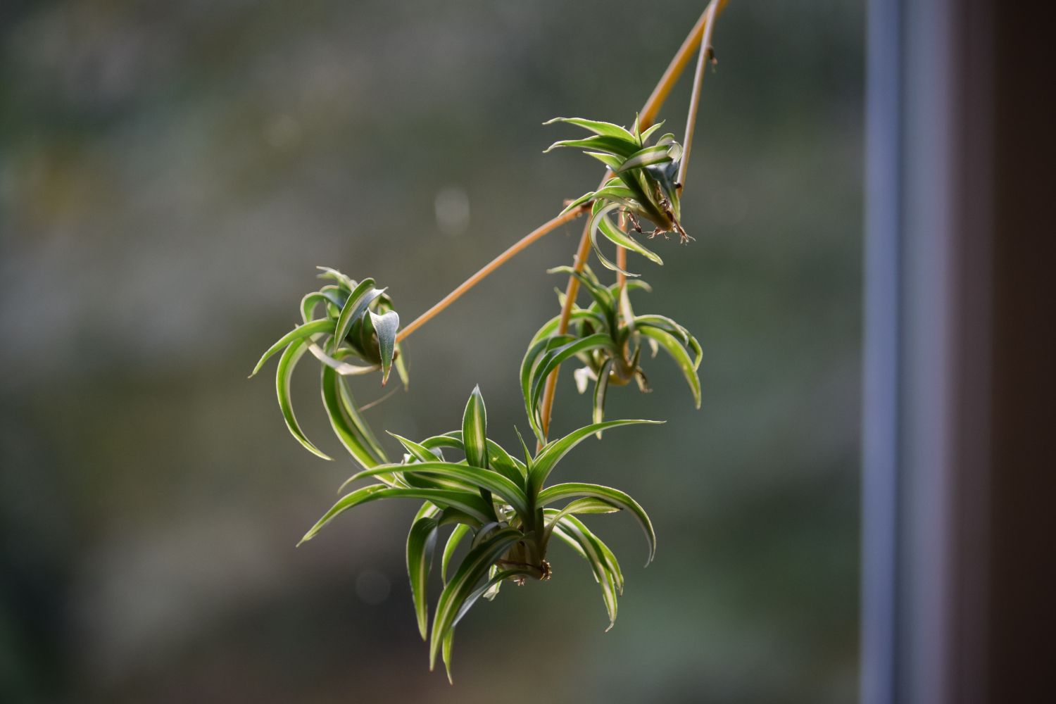 Four spider plant spiderettes