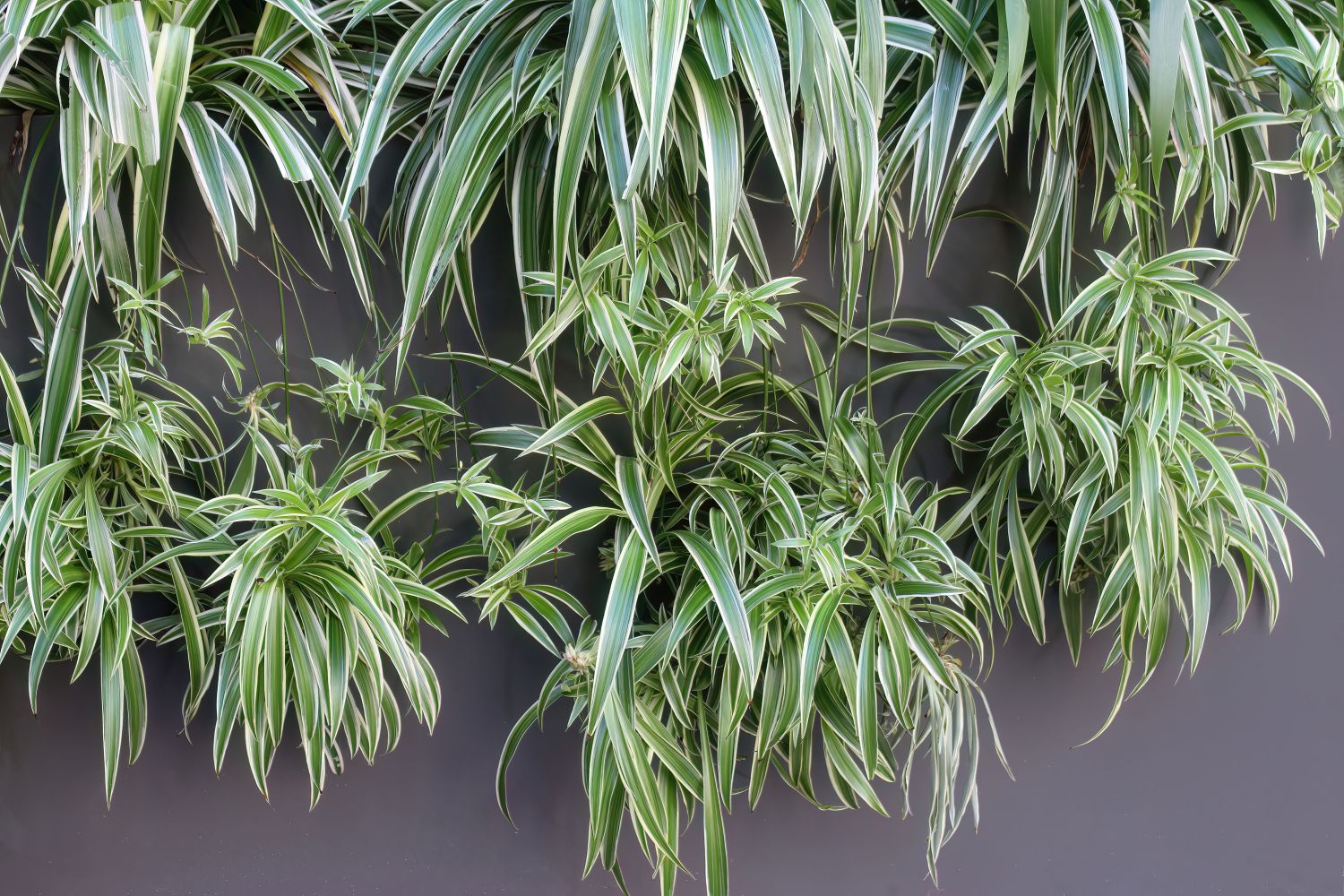 Spider plant: profile, growth habit & types - Plantura