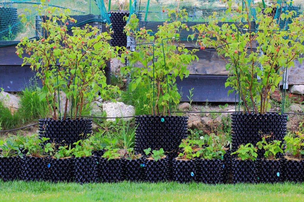 Supported pot-grown raspberry plants