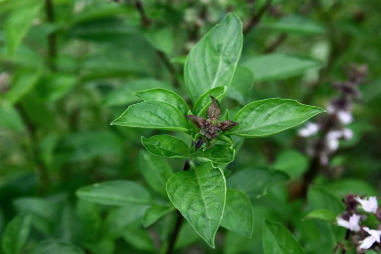 Thai basil plants planting, harvesting & uses Plantura