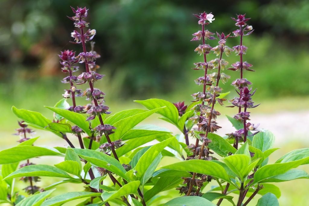 Thai basil flowering outdoors