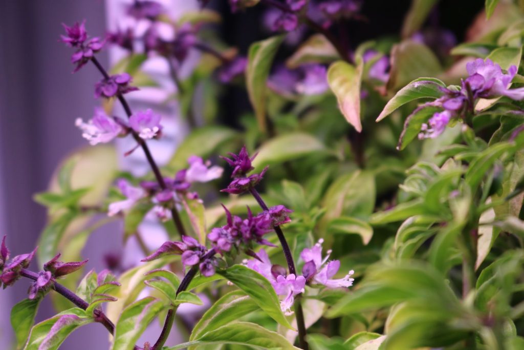 Purple Thai basil flowers