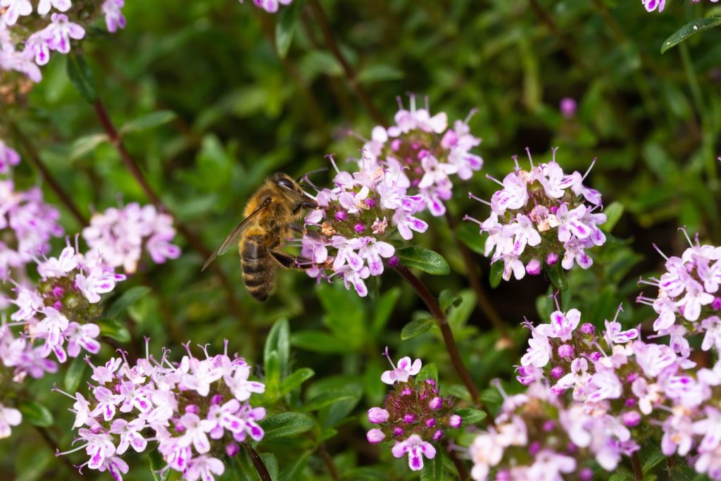 A bee inspecting thyme flowers