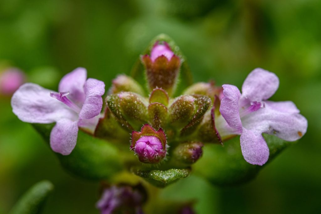 Close-up of thyme flowers