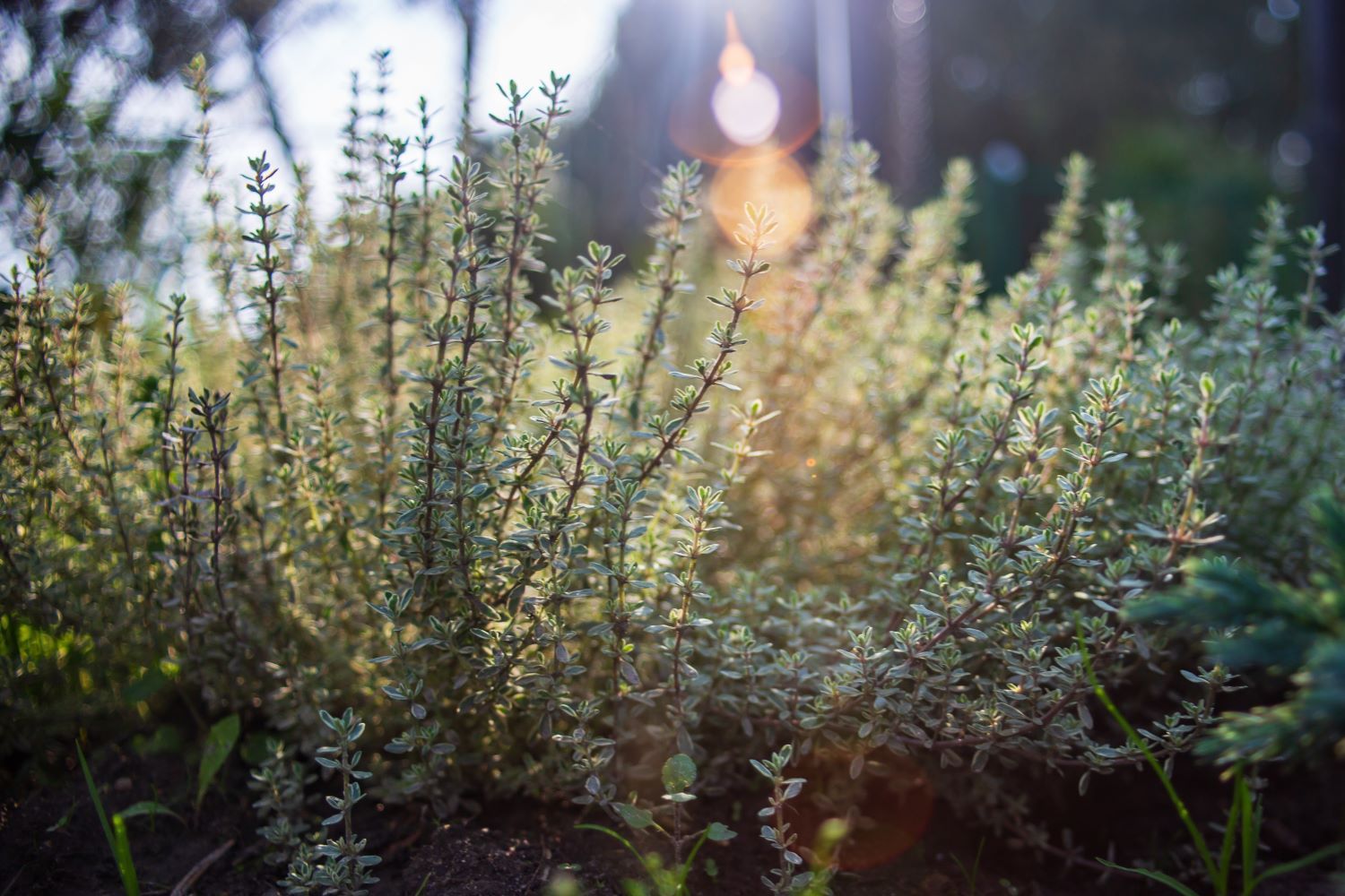 Thyme description, flowering & origin Plantura