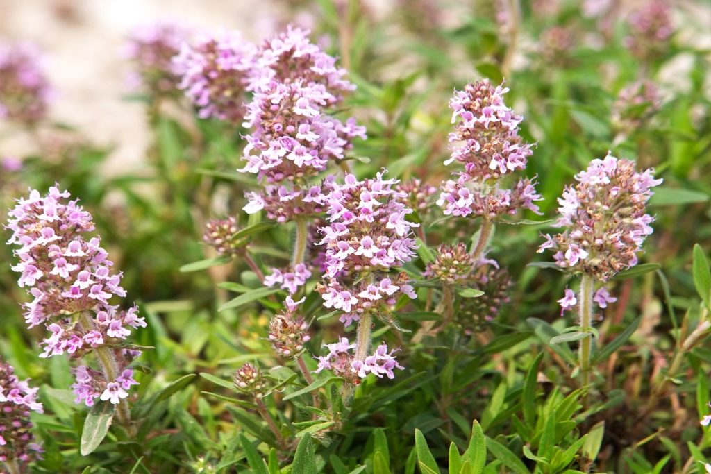Thyme inflorescences in bloom
