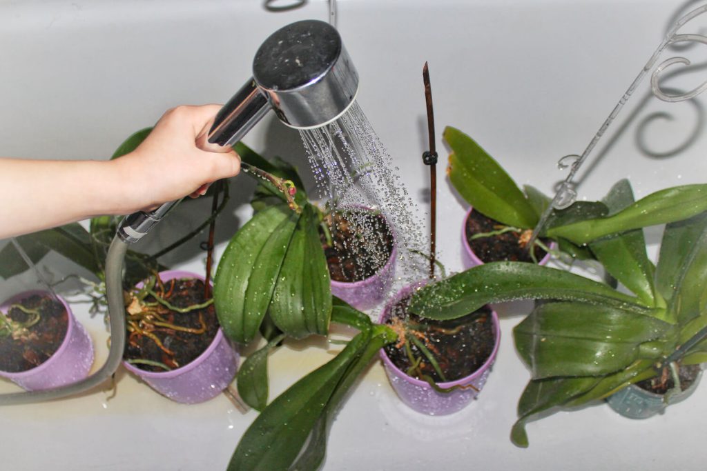 Plants being watered