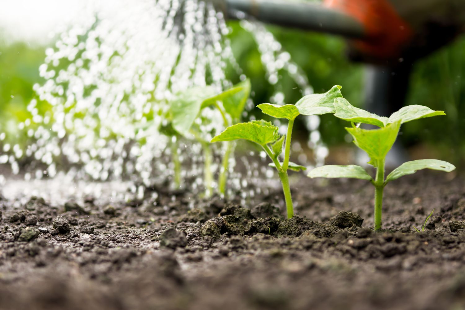 Plants being watered