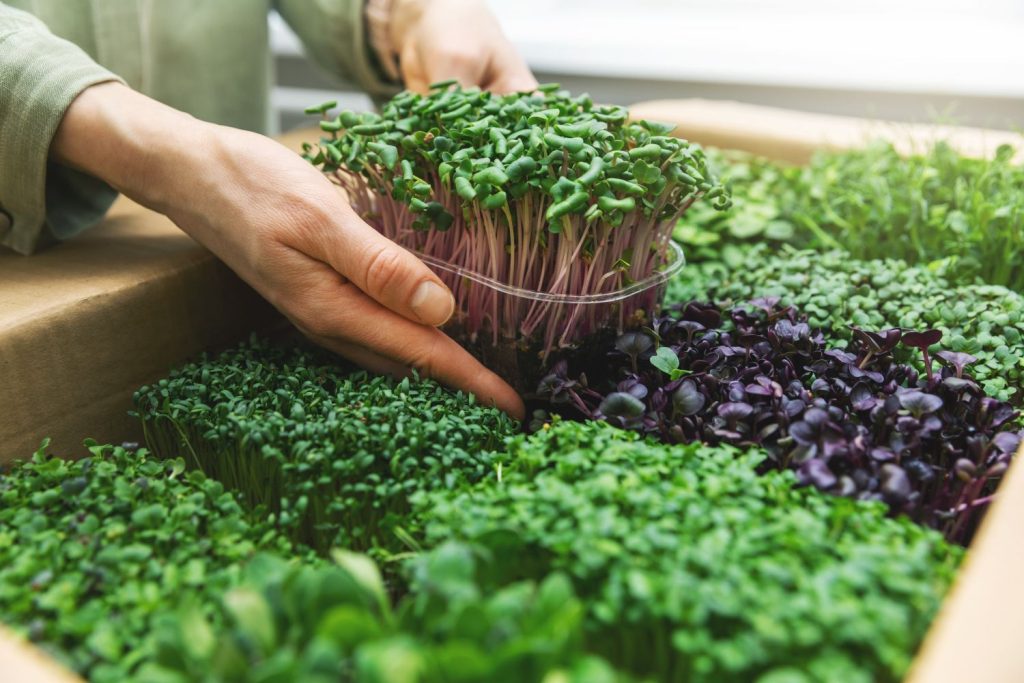 Box with several containers of microgreens