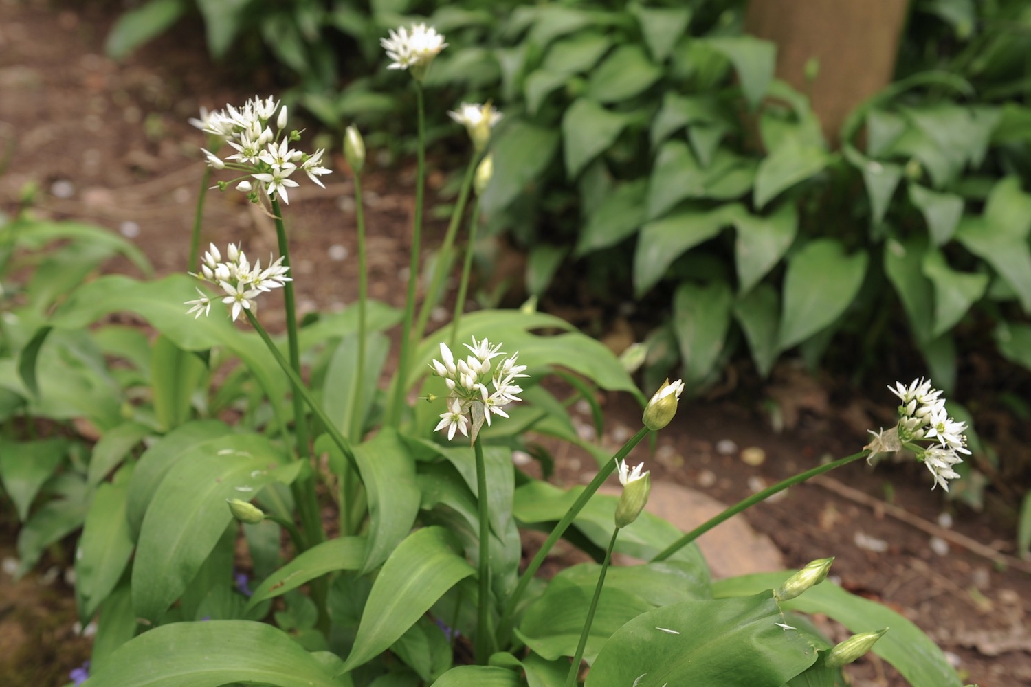 A close up picture of white star-shaped wild garlic flowers