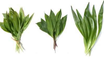 Wild garlic identification: where does it grow & how to forage safely