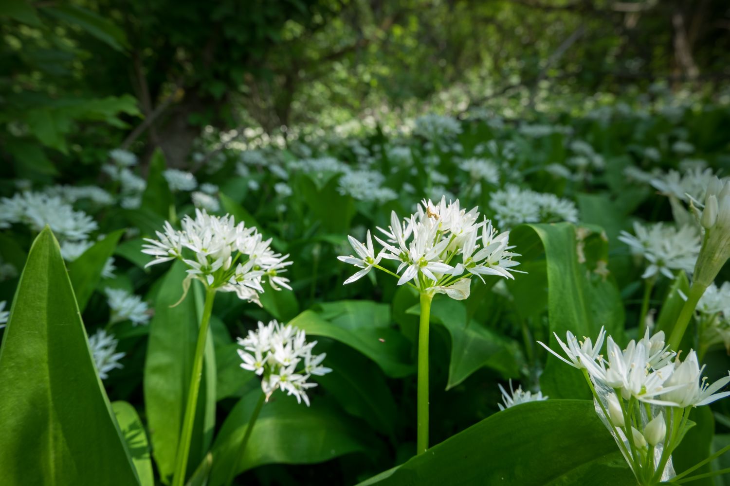 White flowers and leaves of the wild garlic plant