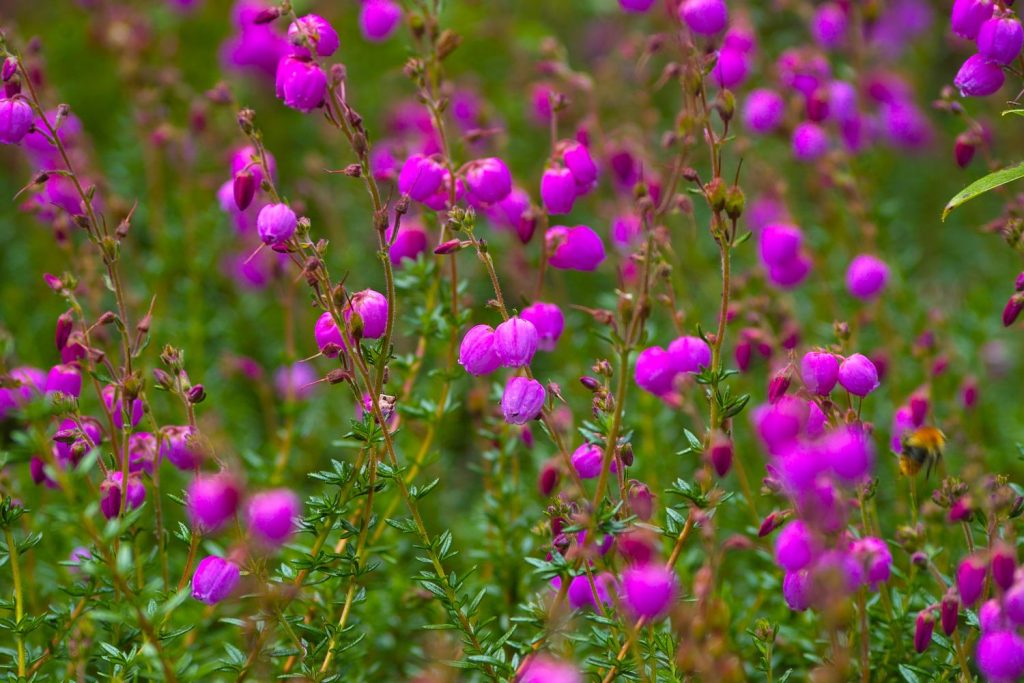 Bright purple Irish heath flowers