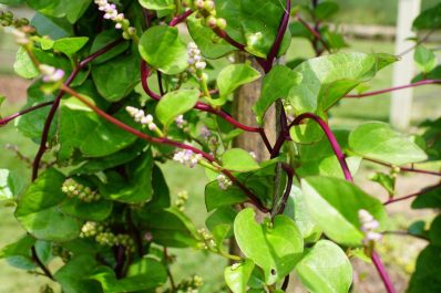 Malabar spinach: planting, harvesting & winter hardiness of Indian spinach