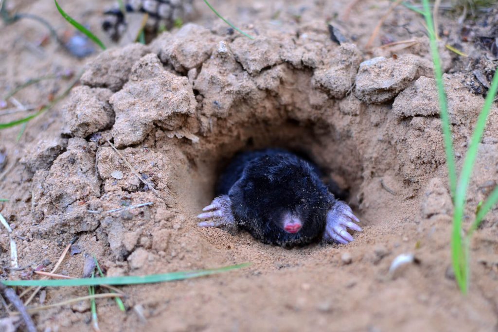 Mole laying in hole