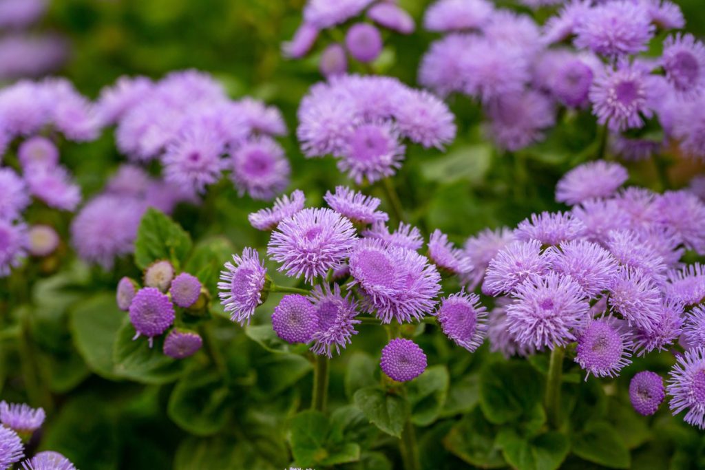 Purple flossflowers growing outdoors