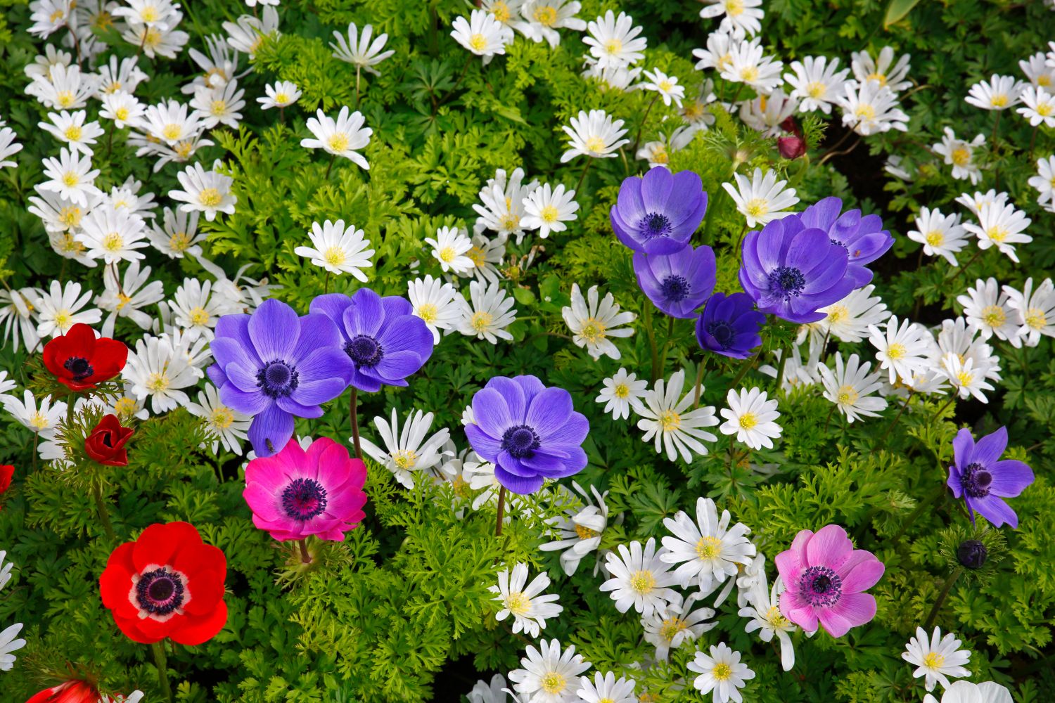 Anemone Coronaria Planting Care More Plantura   Anemone Coronaria De Caen Group 