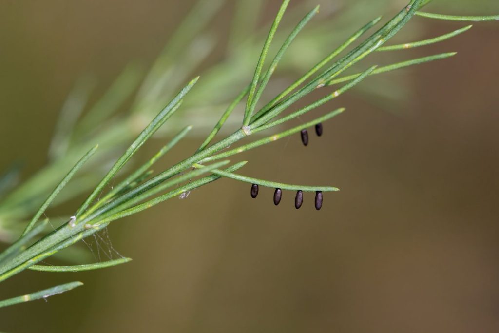 Asparagus beetle eggs on foliage