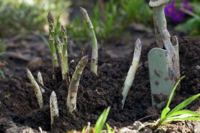 Growing asparagus: when, where & how to plant asparagus