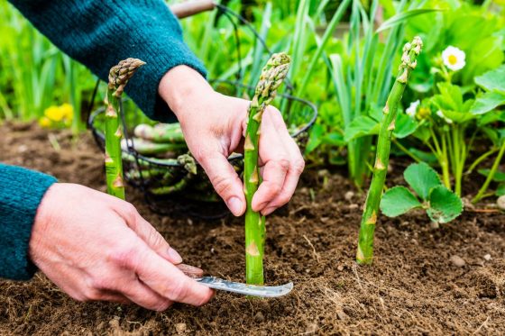 Harvesting, storing & cooking asparagus