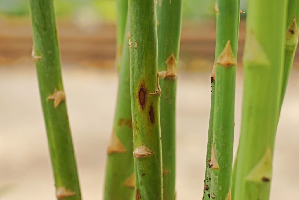 Diseased asparagus stems