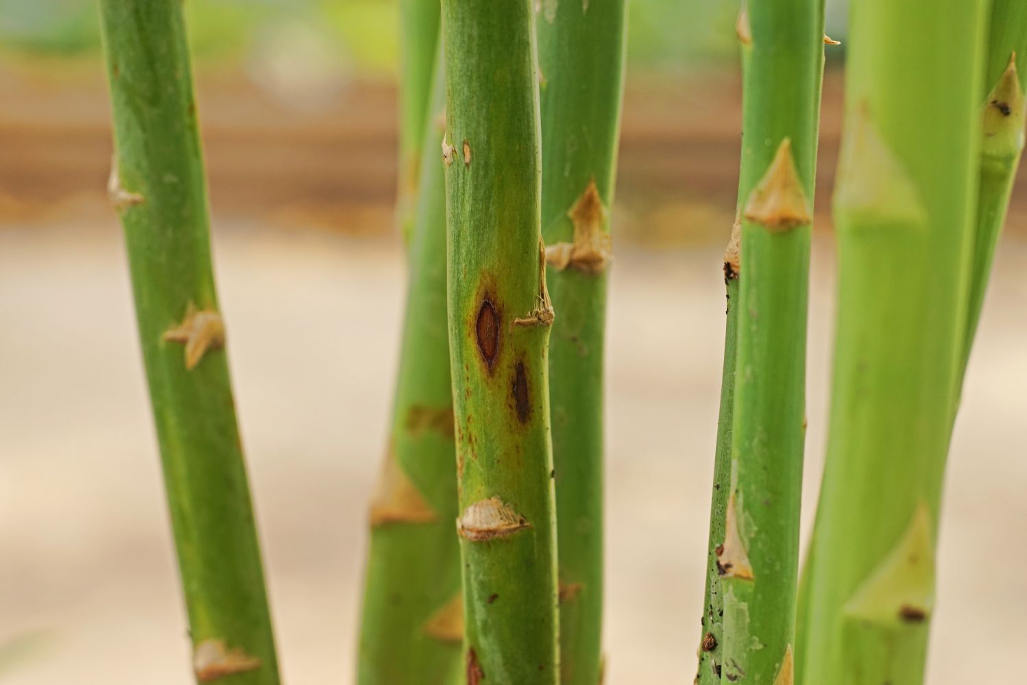 How to Tell If Asparagus is Bad (6 Signs to Look For) - Eat Like No One Else