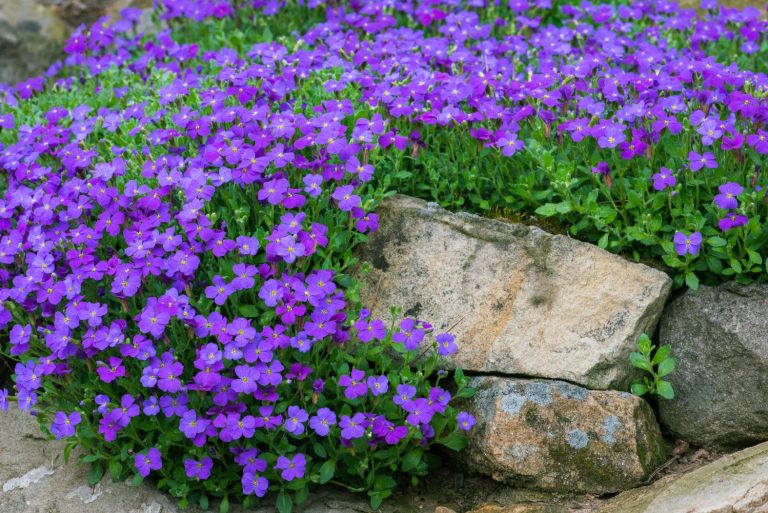 Aubrieta: planting & the most beautiful varieties - Plantura