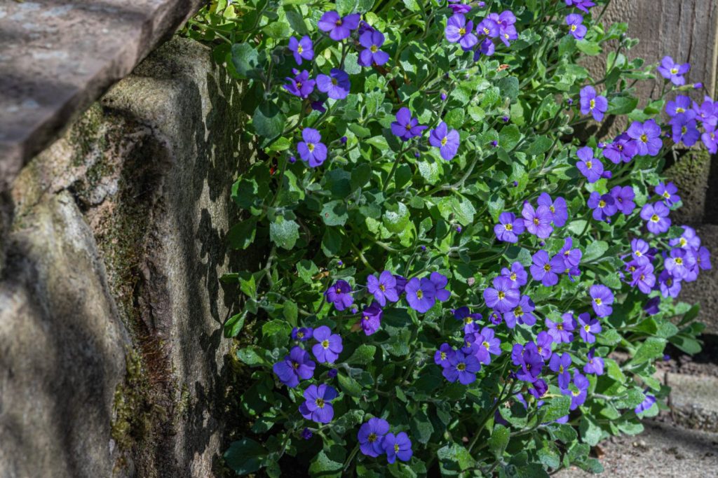 Cascade Blue aubrieta hanging over stone wall