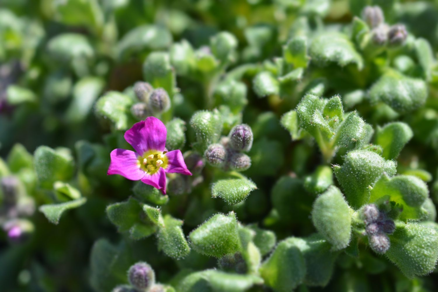 Aubrieta: planting & the most beautiful varieties - Plantura