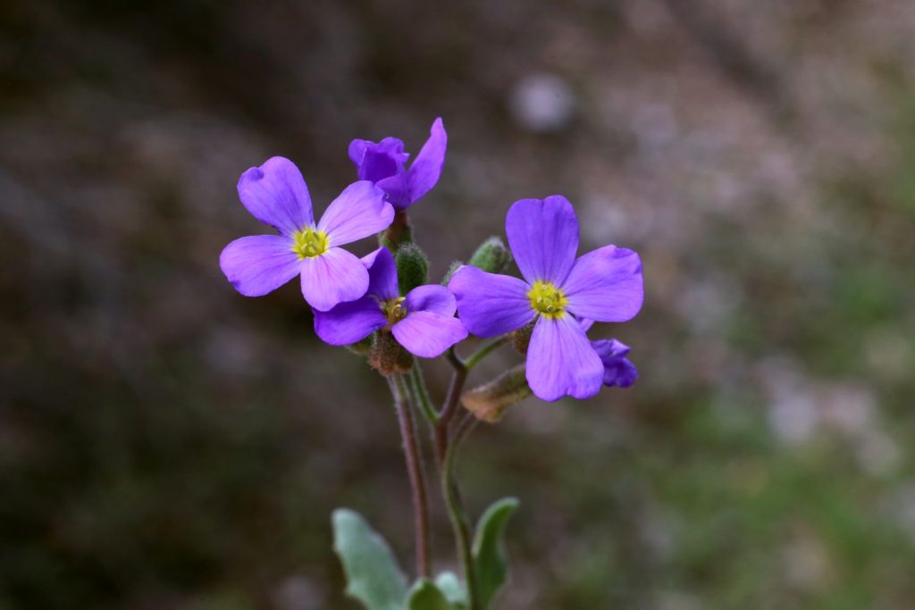 Close up of purple Aubrieta columnae flowers