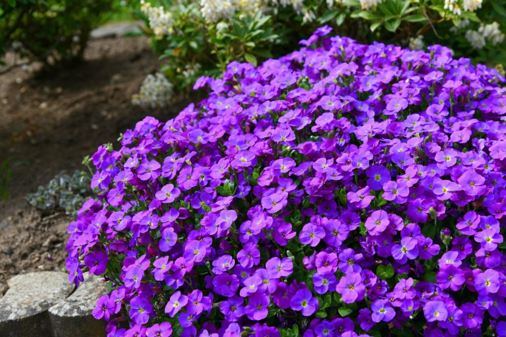 Bright purple flowers of the Aubrieta deltoidea