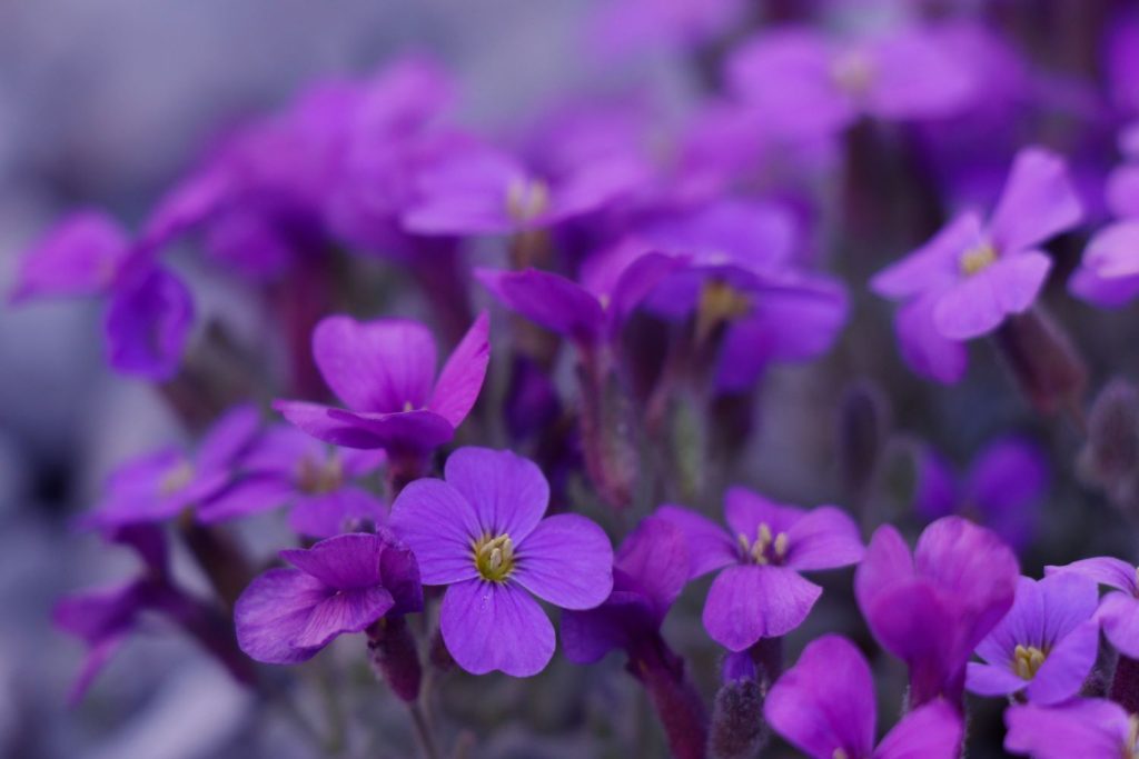 Close up of purple aubrieta flowers