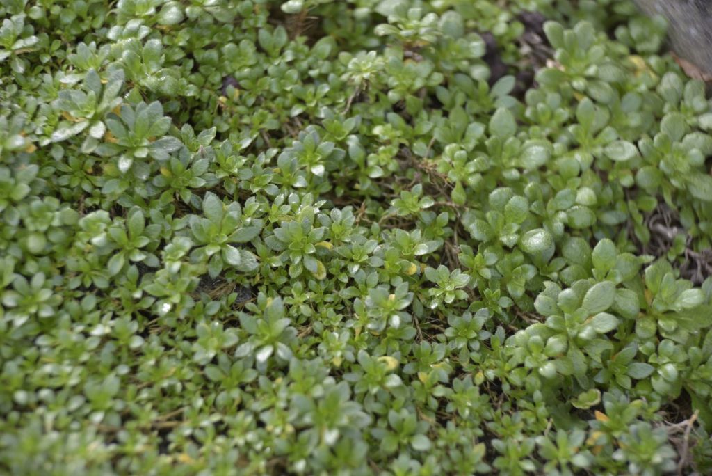 Green Aubrieta gracilis leaves