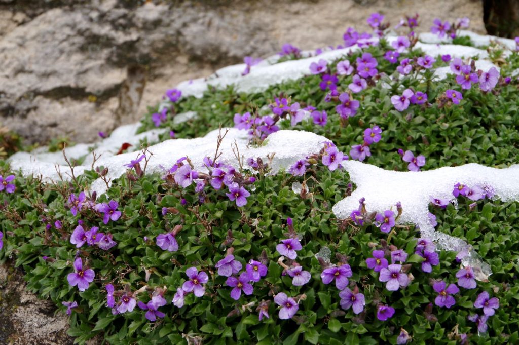 Snow patches surrounding aubrieta flowers