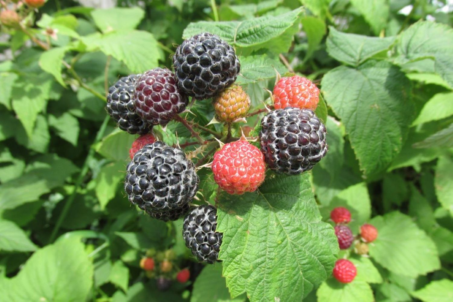 Raspberry varieties autumn and summer types Plantura