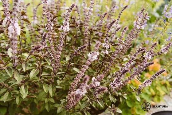 African blue basil: growing, care & more
