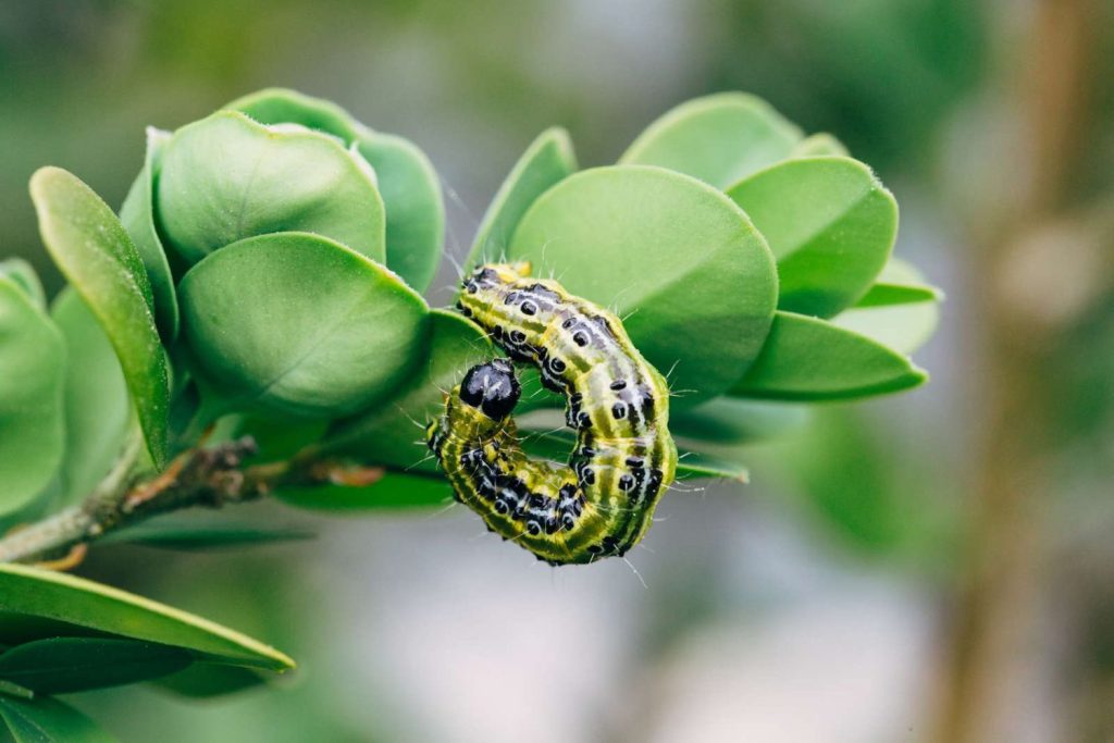 box tree caterpillar on leaf