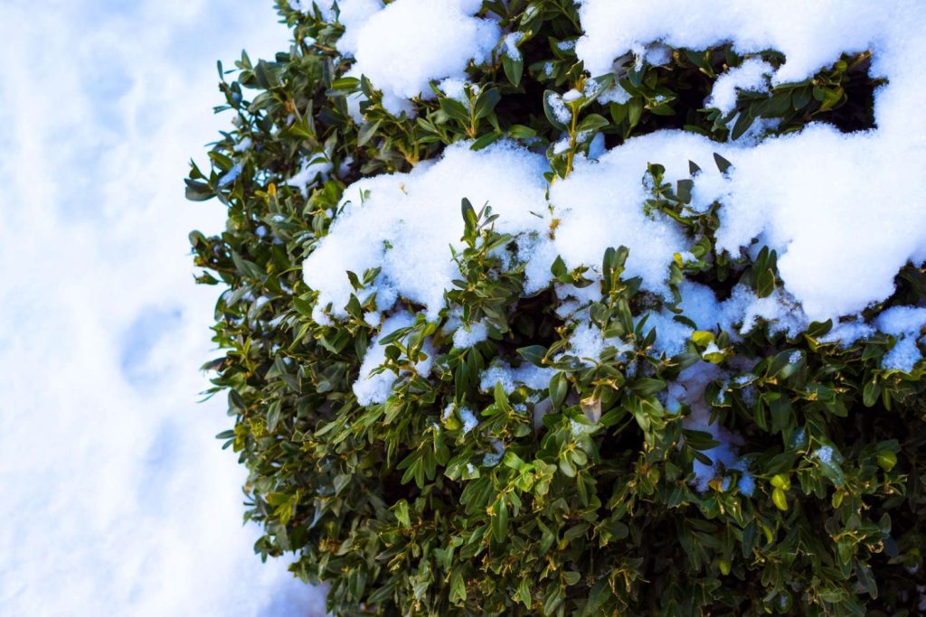 box hedge in winter snow