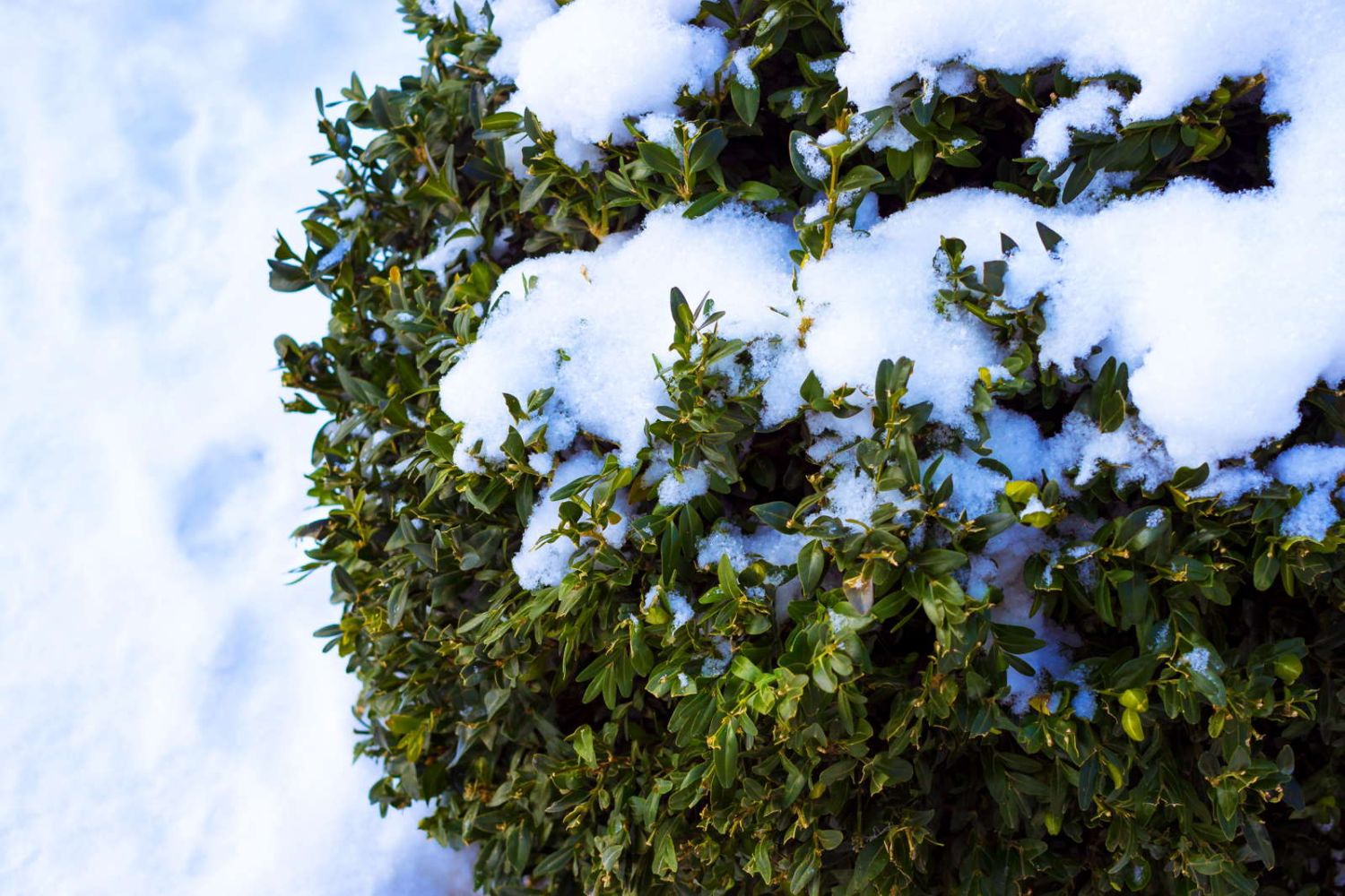 Box hedge care, pruning and pest control tips - Plantura