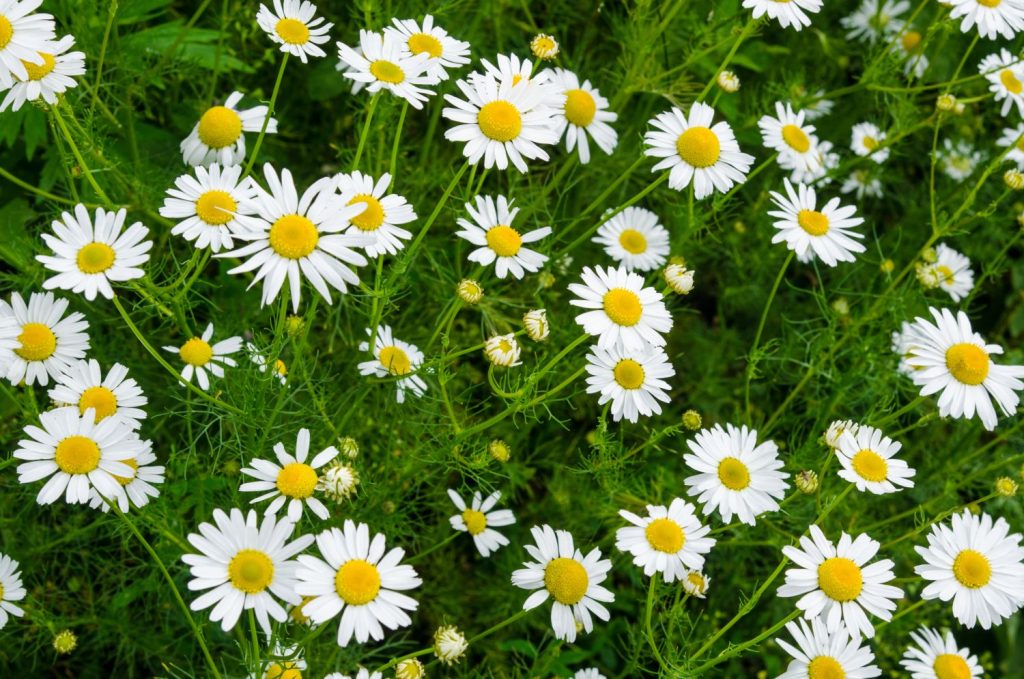 Chamomile in the garden