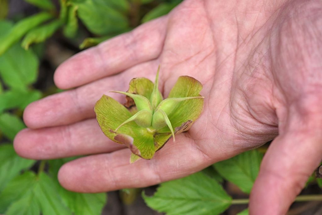 Christmas rose seed pod in hand