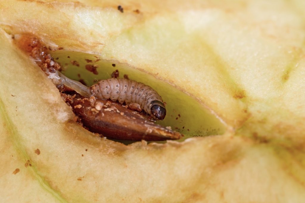 A codling moth larvae in fruit