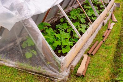 DIY cold frame: instructions & planting tips